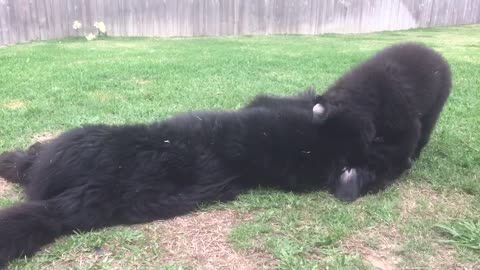 Crazy bear cub dog beats up on adult