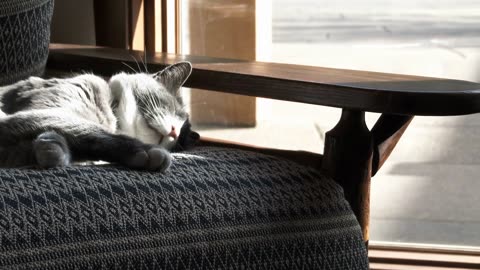 The Secret Life of Cats: Decoding their Love for Sleep