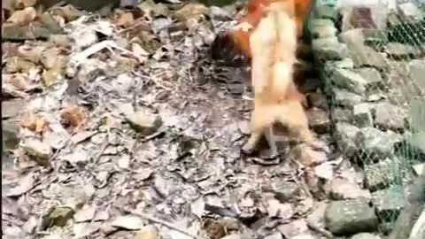 Animals Alfha--Chicken VS Dog Fight