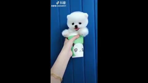 Super Cute and Funny Dog Videos
