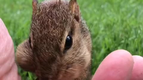 squirrel eating eagerly