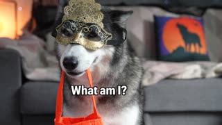 Husky Tries on The WORST Halloween Costumes!