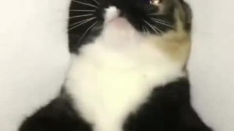 a collection of funny videos of a cat