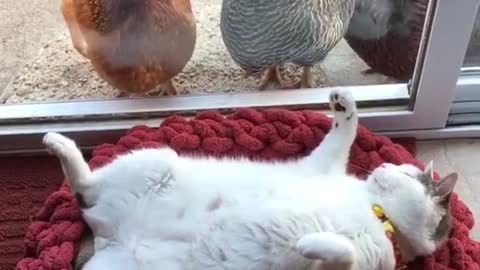 Cat sleep and watch chickens