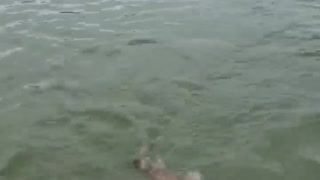 My dog swimming in the sea