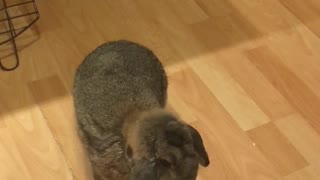 Holland Lop