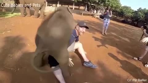 🦒 🦓 Animals chasing the humans!!Laugh to death