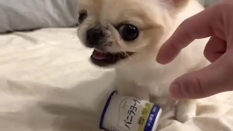 Cute angry dog | Viral cutest dog