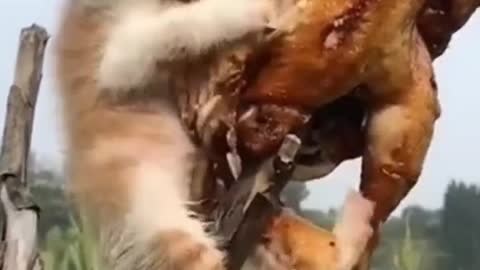Cute cat eating like a glutton