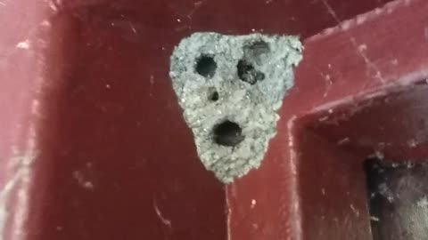 Mud Dauber Nest