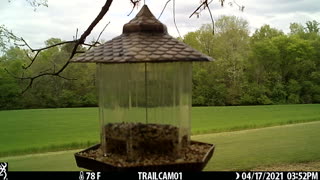 More Little Birds, Eating from my feeders.