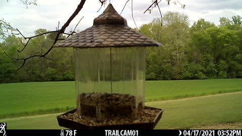 More Little Birds, Eating from my feeders.