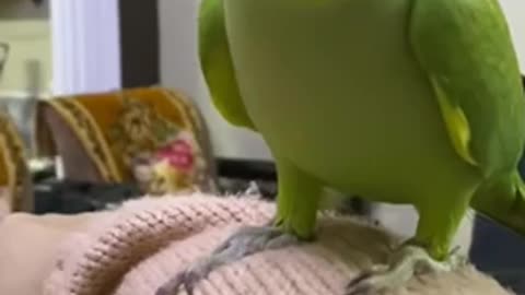 Talented Parrot Talking in Hindi calling mummy