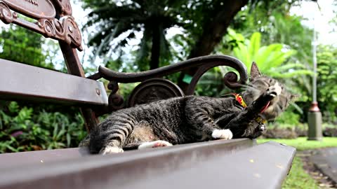 Cat On A Bench 2