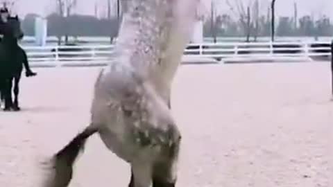 Amazing Prancing Horse