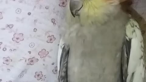 Lazy bird laying on her back while getting scratches