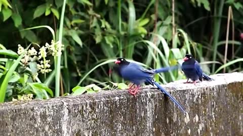 Nature And Wildlife Video – Bird and animal is beautiful creature on our planet Part 1.