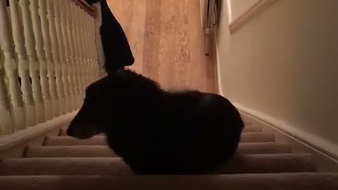 Elderly blind dog carefully climbs the stairs