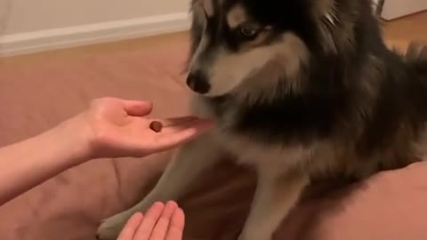 very smart dog video