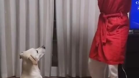 Curiquitaca Dog Test • Animal Response