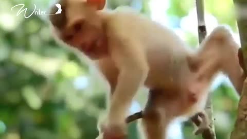 sleepy monkey funny video