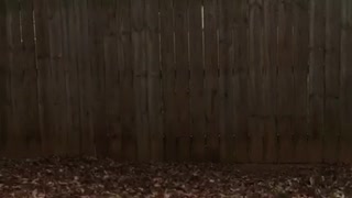 Black dog jumps huge fence