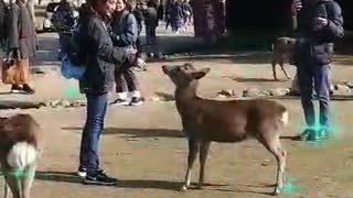 Nara Park, Japan