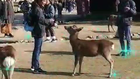 Nara Park, Japan