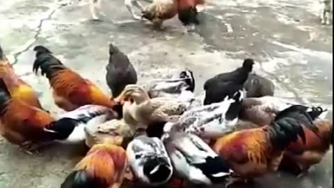 DOG VS CHICKEN FIGHT FUNNY CUTE