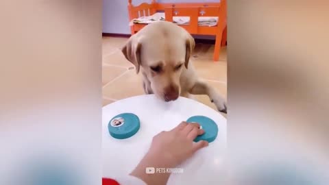 Funny cat and dog reaction