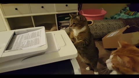 A Family Of Cats Is Fascinated By A Copy Machine