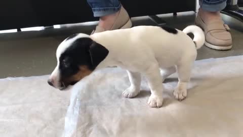 Cute puppy vomiting, wait for it