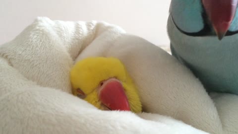 Snuggling Parrot Has A Hard Time Getting Out Of Bed