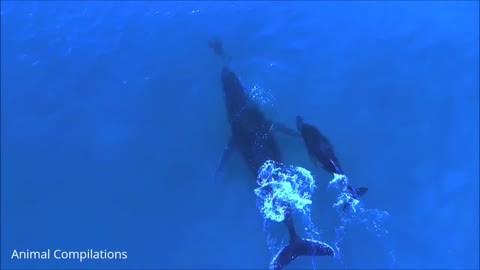 Wild Dolphins Swimming in HD Compilation ^-^