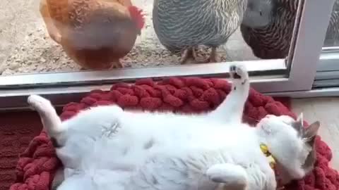 Cat and chiken