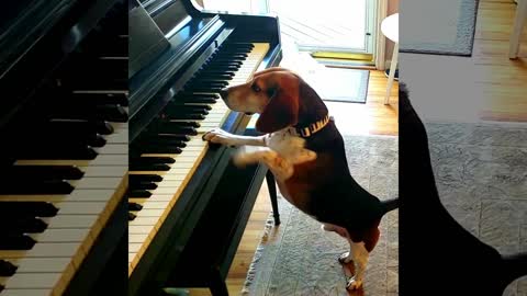A new piano virtuoso