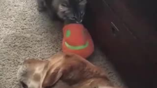 Funny animals - Funny cats / dogs