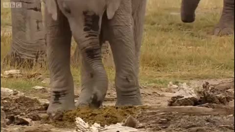 The Benefits of Eating Dung | Wildlife Specials: Elephant | Spy in the Herd | BBC Earth
