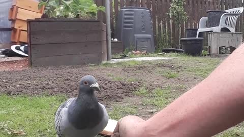 Pigeon going crazy U.K