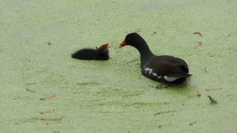 Common Gallinule feeds its chick in Florida swamp