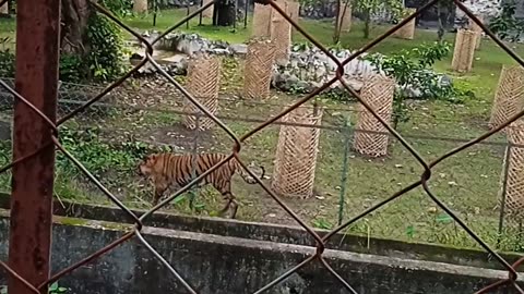 Animals zoo of kolkata