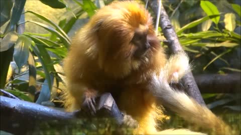 Monkey Primate Mammal Park Proboscis Tree