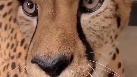 Cute leopard