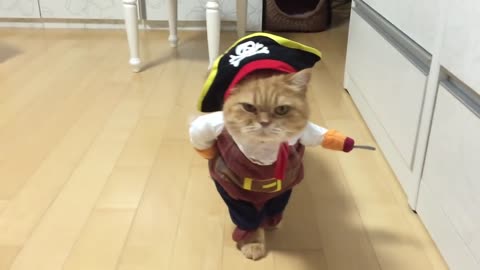 Pirate cat | shocked after the end result!