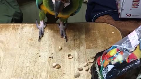 Impatient parrot helps himself to a snack