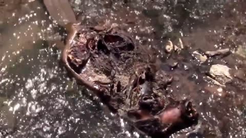 Gross Out Alert! Dead Beaver Full of Hundreds of Maggots