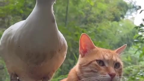 Cute baby ducks swimming with a cat.