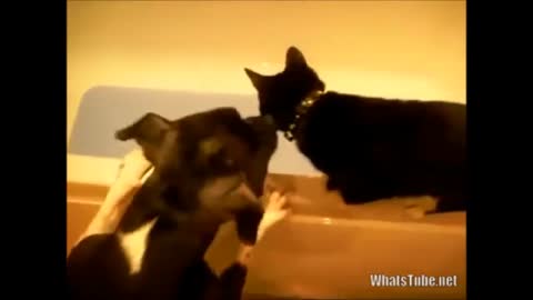 DOG PUSHES CAT IN THE BATHTUB