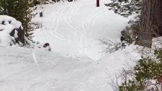 Snowmobiling in the Oregon mountains. Try to find the beaver tracks! Happy New Year’s