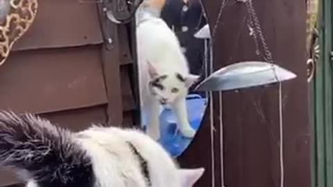 Totally Bewildered Cat Doesn't Understand Her Reflection In The Mirror